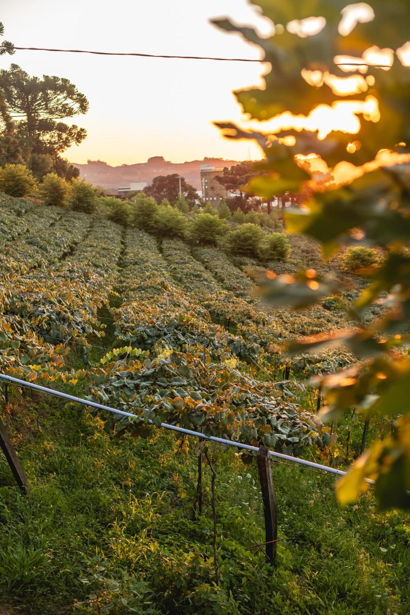 Doera Experience - Pousada De Luxo - Vale Dos Vinhedos Bento Gonçalves Екстериор снимка